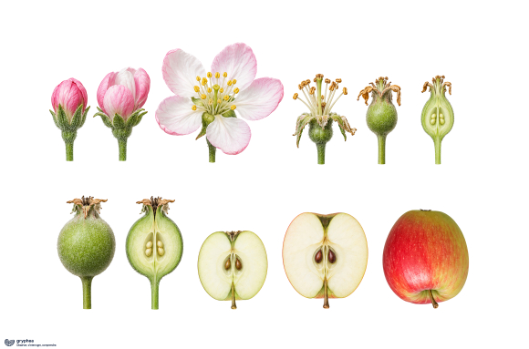 Pommier - De la fleur au fruit - planche botanique